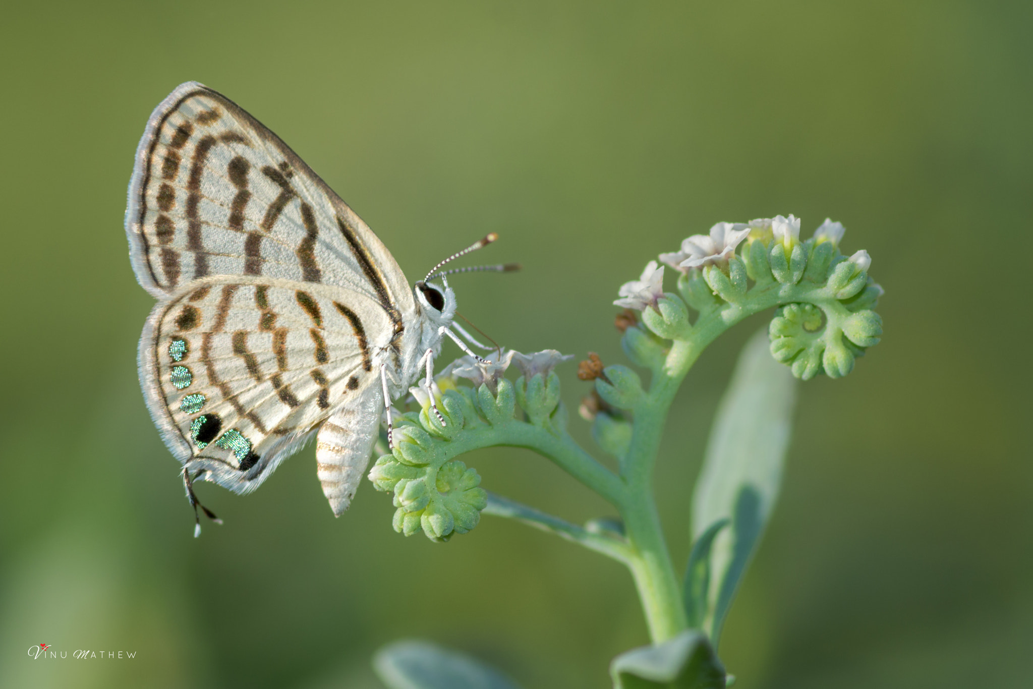 Tokina AT-X Pro 100mm F2.8 Macro sample photo. Balkan blue butterfly photography