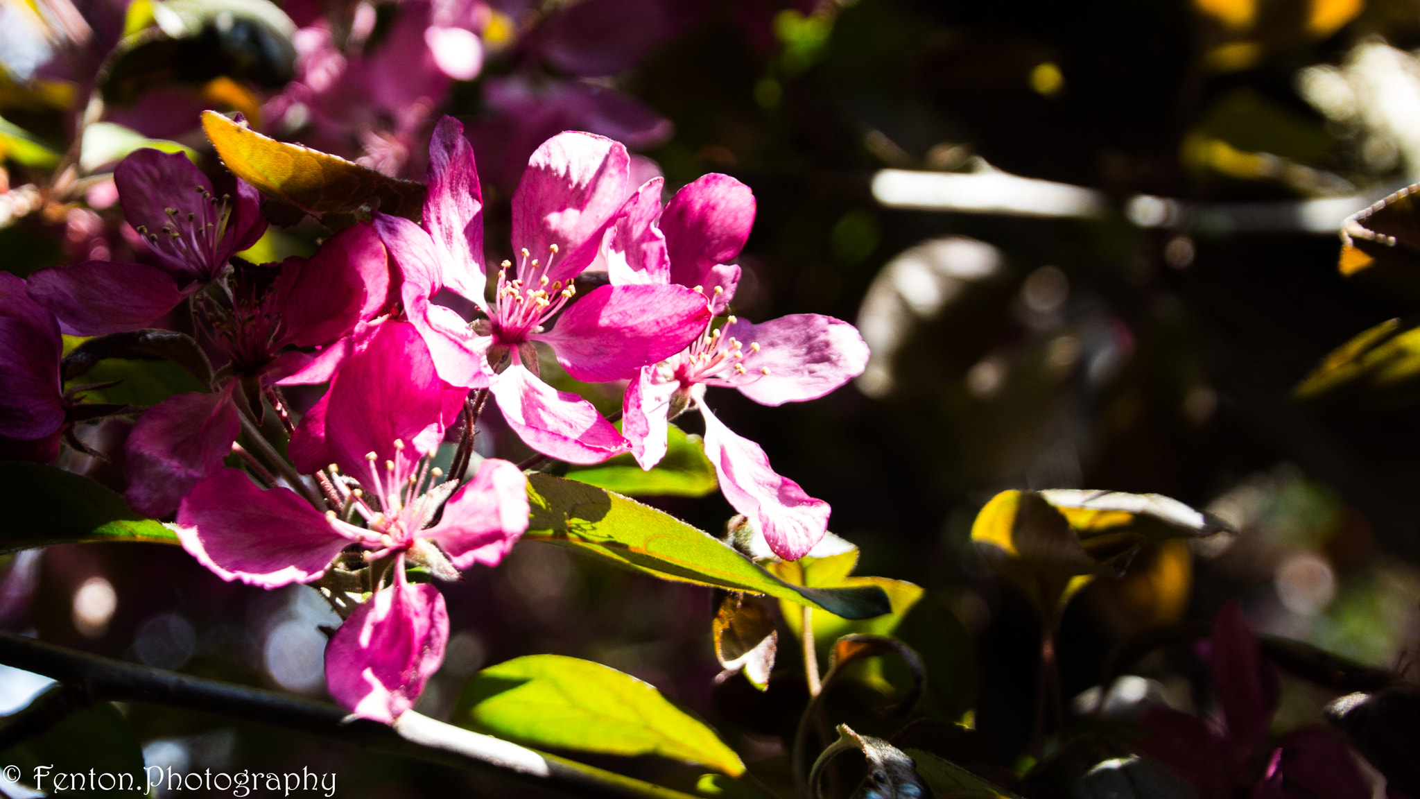 Canon EOS 650D (EOS Rebel T4i / EOS Kiss X6i) + Tamron 16-300mm F3.5-6.3 Di II VC PZD Macro sample photo. Springtime blossoms photography