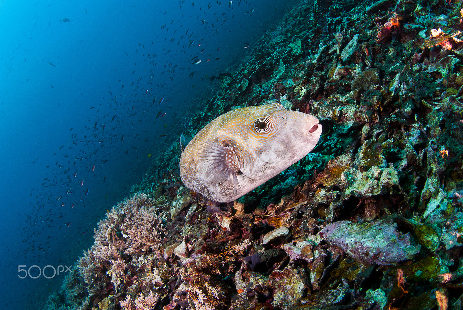 Nikon D200 + Sigma 10mm F2.8 EX DC HSM Diagonal Fisheye sample photo. Giant pufferfish swimming above the reef photography