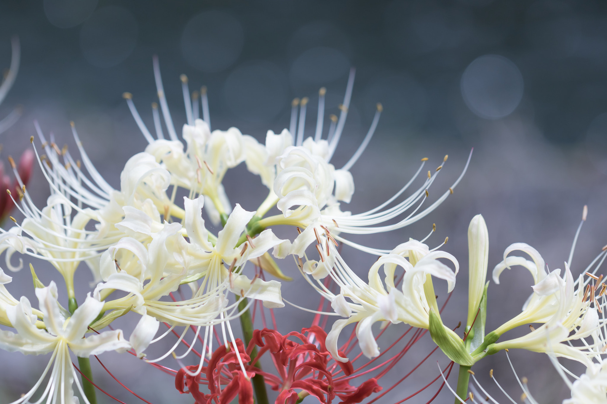 Canon EF 100mm F2.8L Macro IS USM sample photo. Lycorises photography