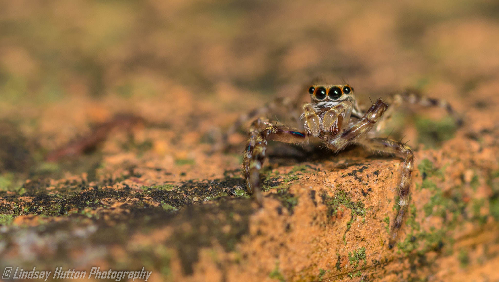 Canon EF 100mm F2.8L Macro IS USM sample photo. Astia nodosa photography