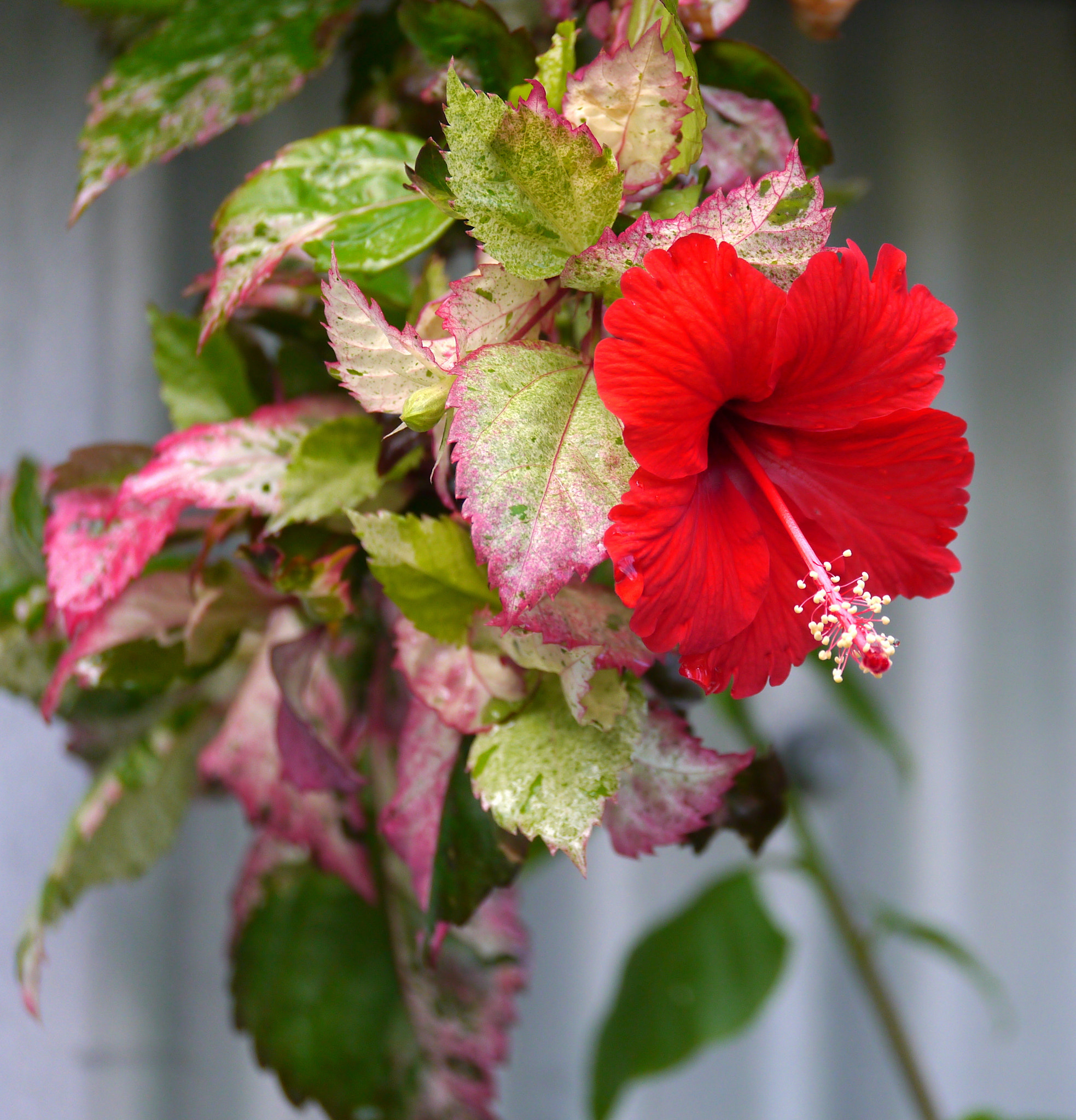 Panasonic Lumix DMC-GX1 sample photo. Red hibiscus photography