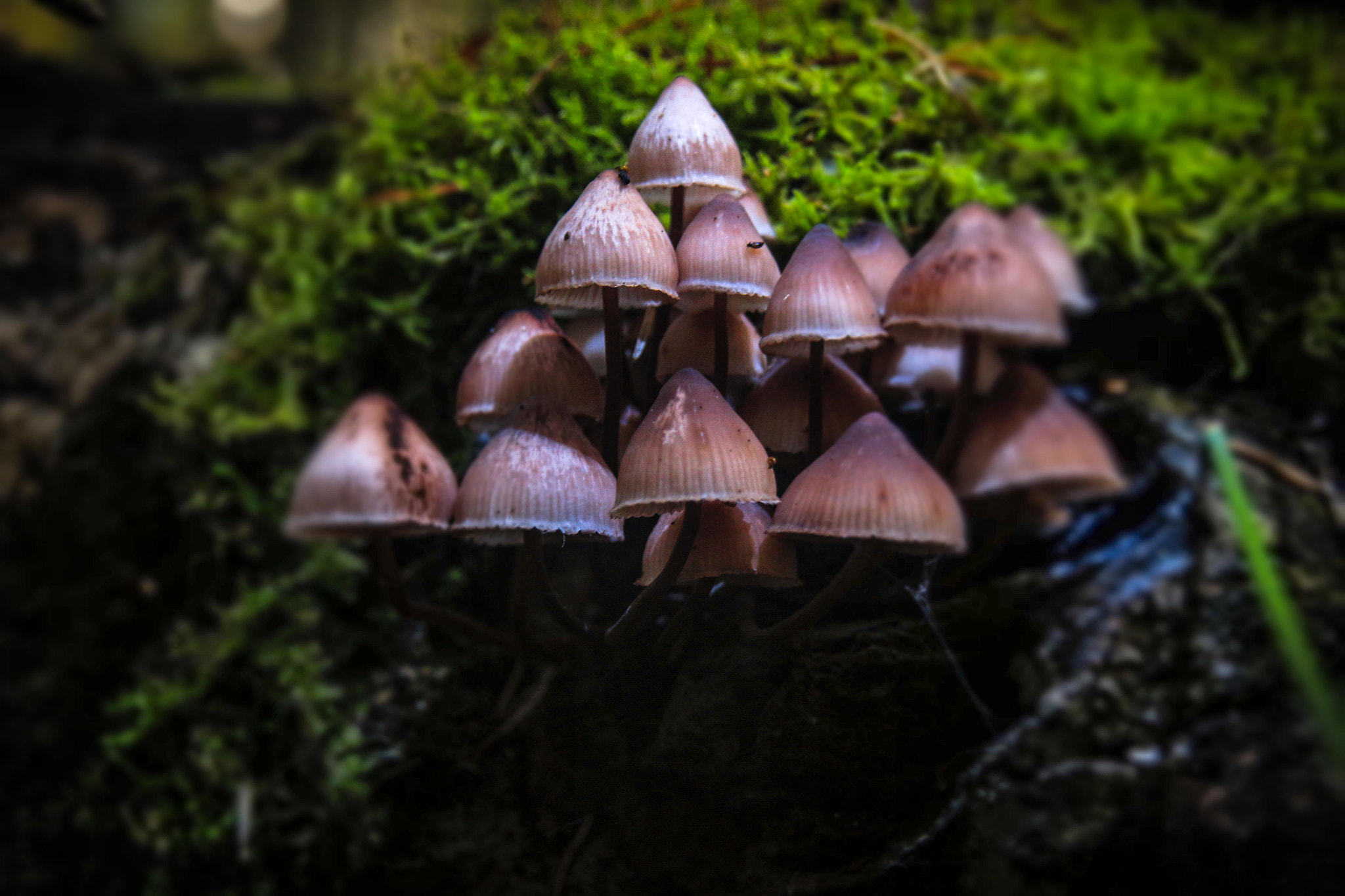 Sigma 18-200mm f/3.5-6.3 DC OS sample photo. Mushrooms photography