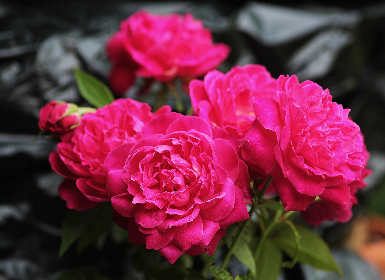 Sigma 70-300mm F4-5.6 APO DG Macro sample photo. Damask rose photography