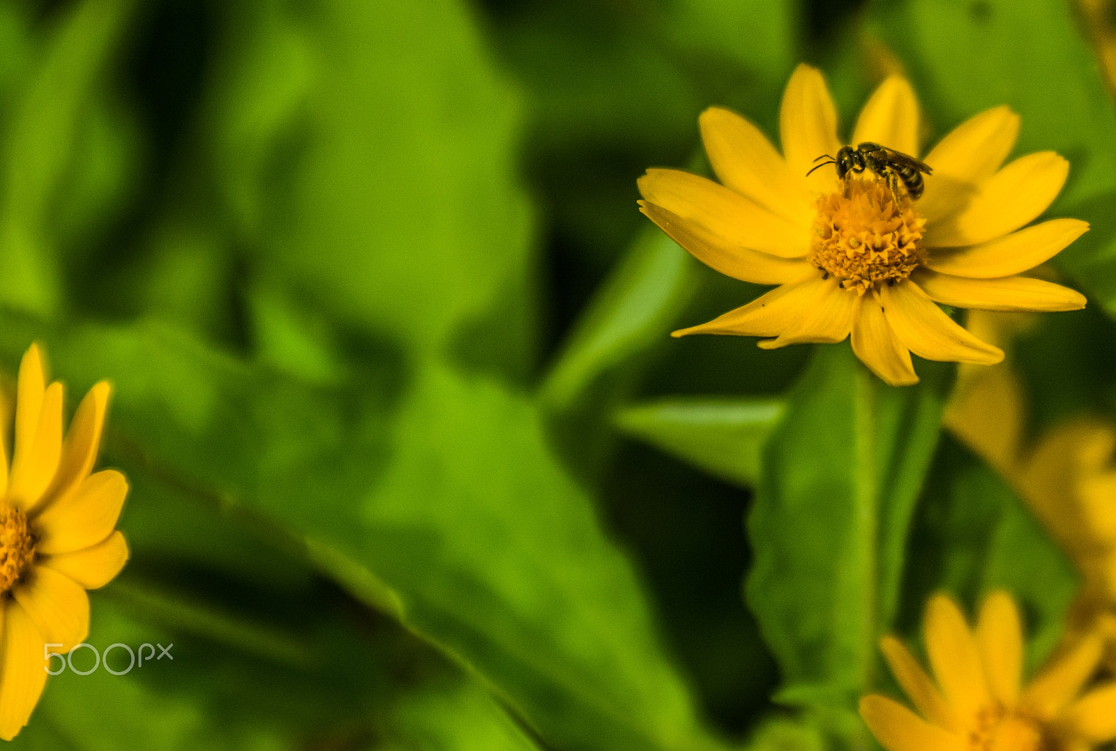 Nikon D7100 + AF Zoom-Nikkor 35-70mm f/2.8D sample photo. Working bee photography