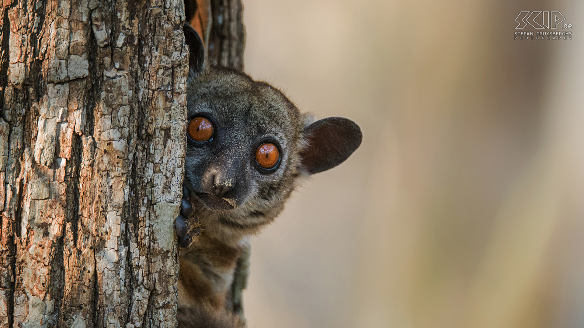 Sigma 150-600mm F5-6.3 DG OS HSM | S sample photo. Red-tailed sportive lemur photography