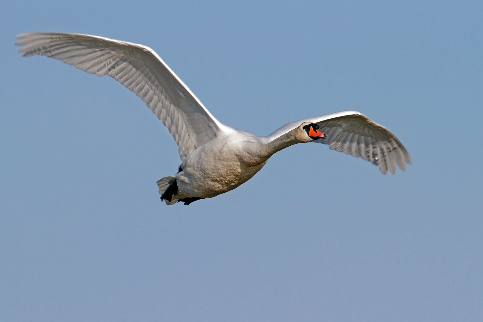 Canon EF 300mm F2.8L IS II USM sample photo. Mute swan photography