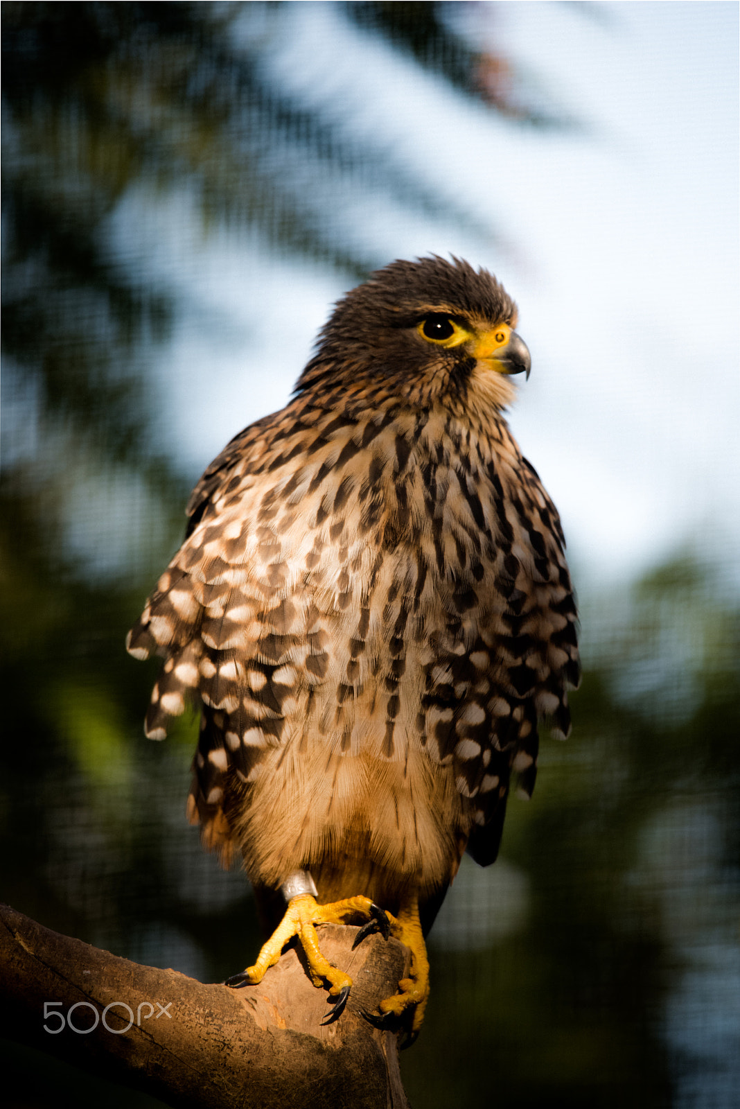 Nikon Nikkor AF-S 300mm F4E PF ED VR sample photo. New zealang falcon photography