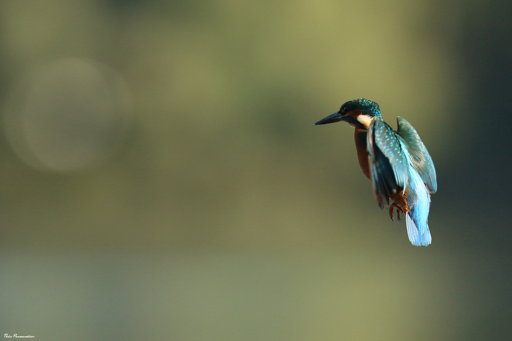 Canon EF 300mm F2.8L IS USM sample photo. Kingfisher / martin-pêcheur d'europe photography