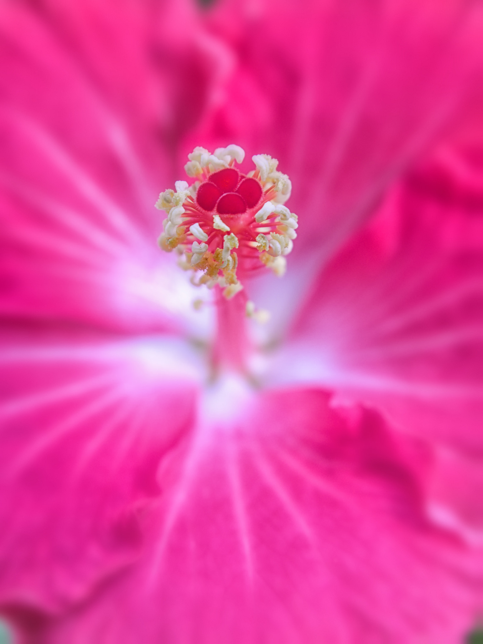 Olympus OM-D E-M1 sample photo. Okinawa hibiscus photography