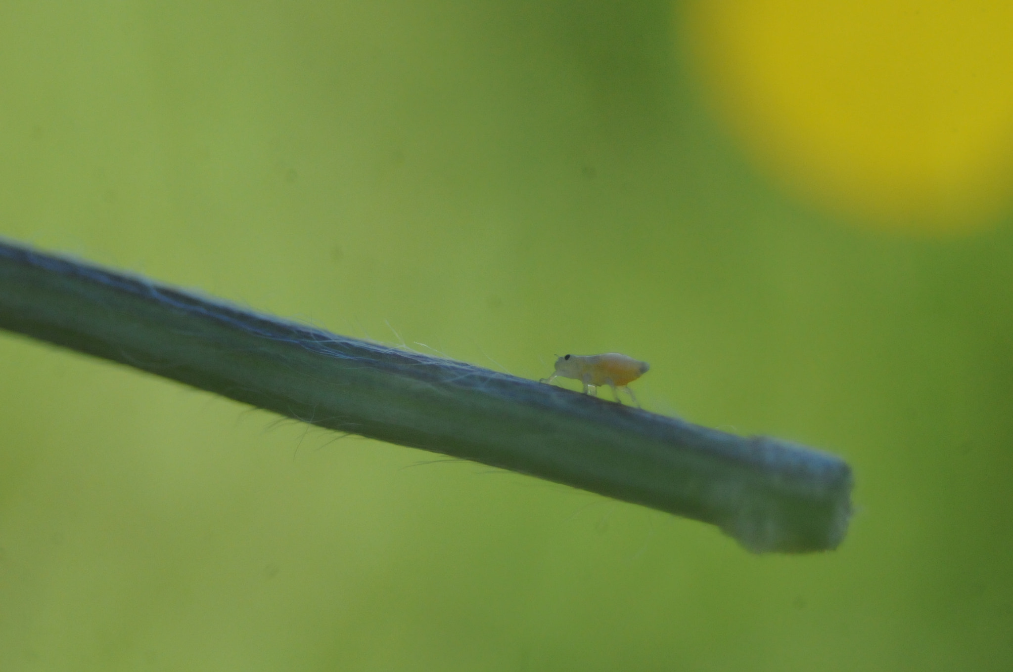 AF Zoom-Nikkor 35-80mm f/4-5.6D sample photo. Philaenus spumarius photography