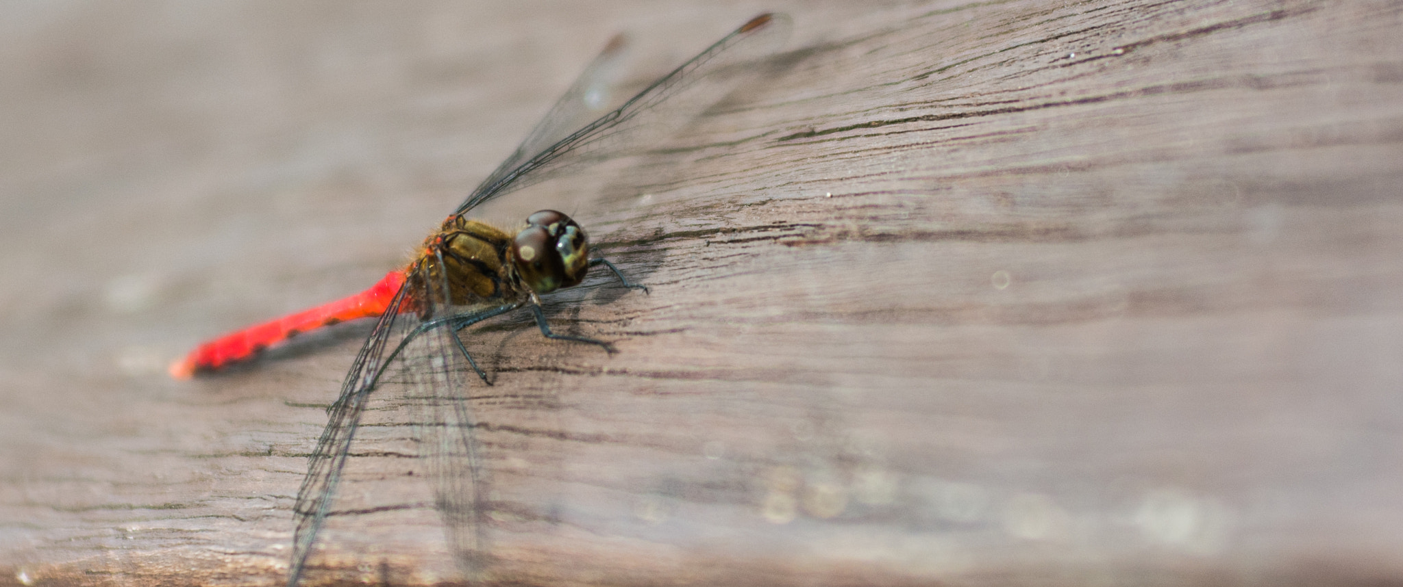 Nikon D7100 + AF Zoom-Nikkor 35-70mm f/2.8D sample photo. Insect photography