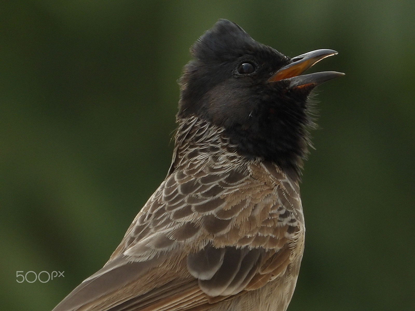 Ricoh PENTAX XG-1 sample photo. Bulbul "angry bird" photography