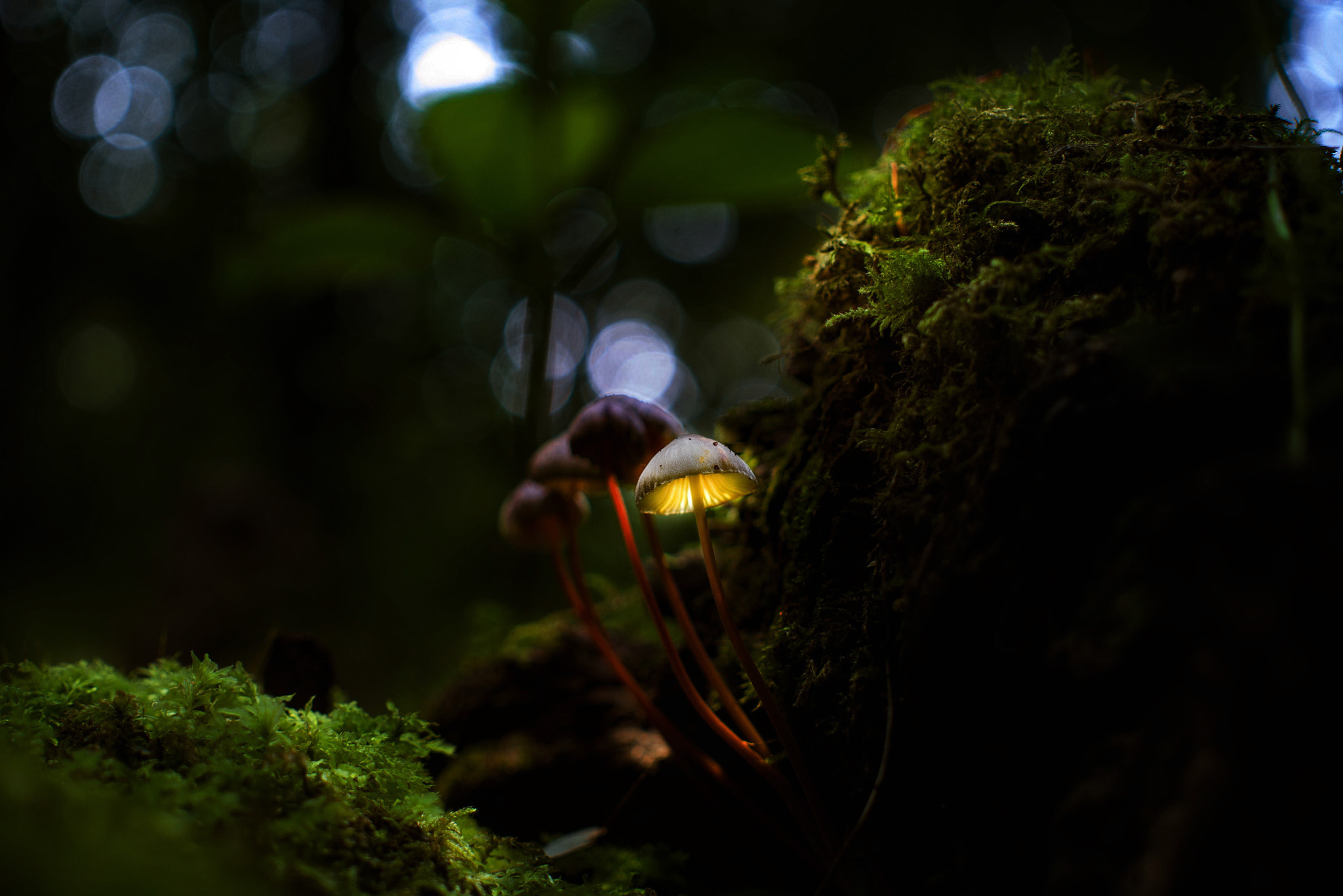 Panasonic Lumix DMC-GF6 + Sigma 30mm F2.8 DN Art sample photo. Mushroom photography