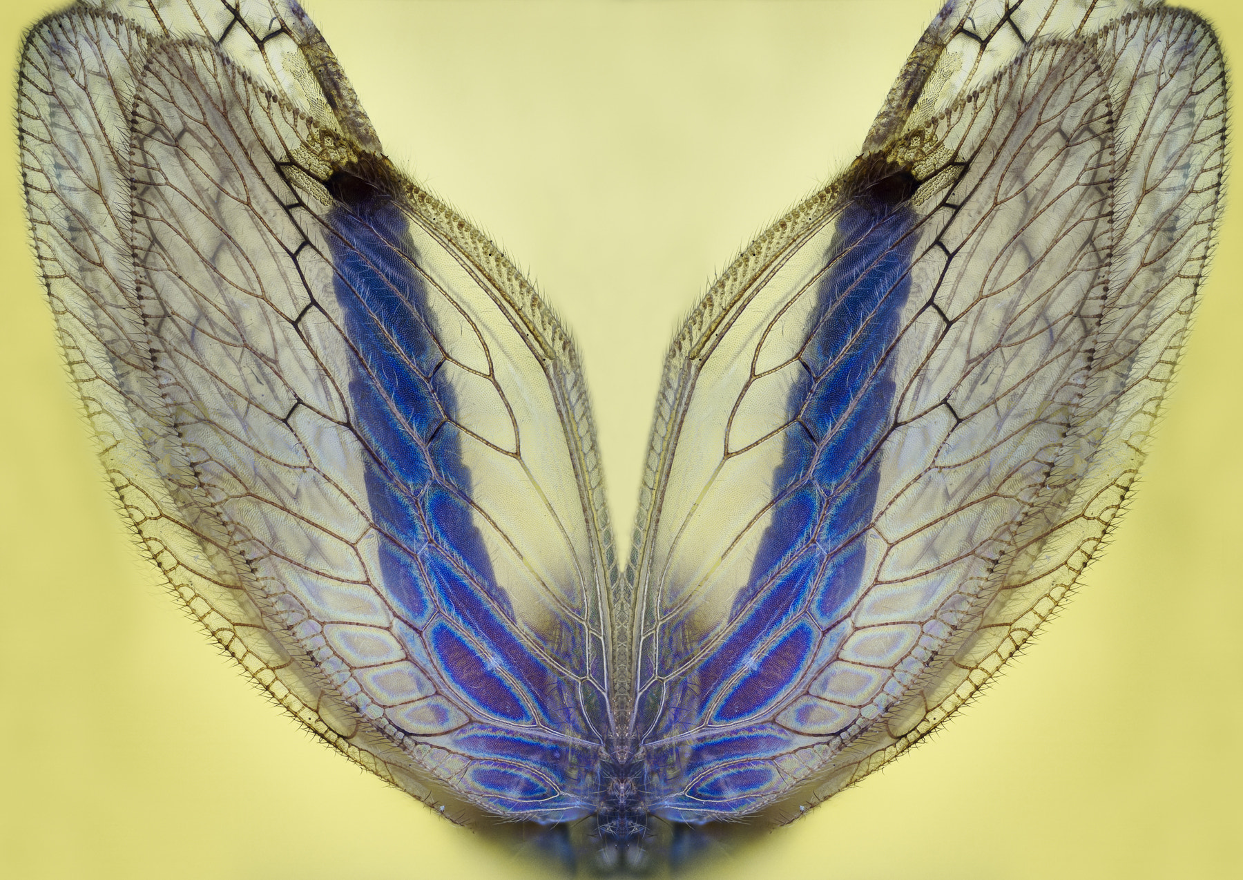 90mm F2.8 sample photo. On the wing photography