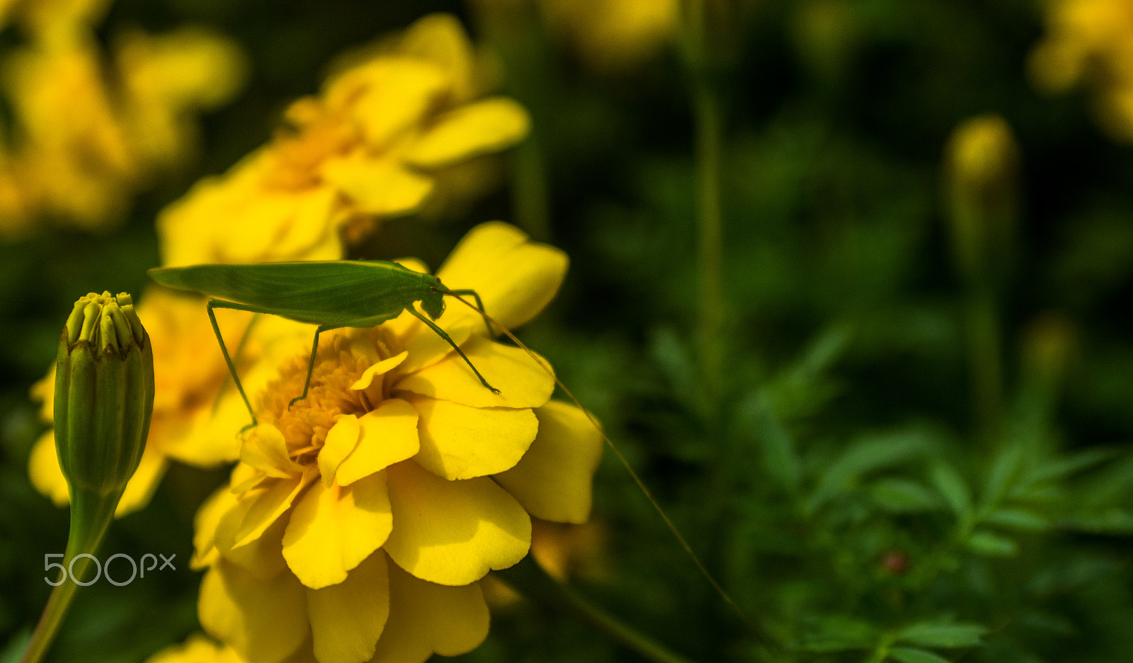 Nikon D7100 + AF Zoom-Nikkor 35-70mm f/2.8D sample photo. Attention - insect working photography