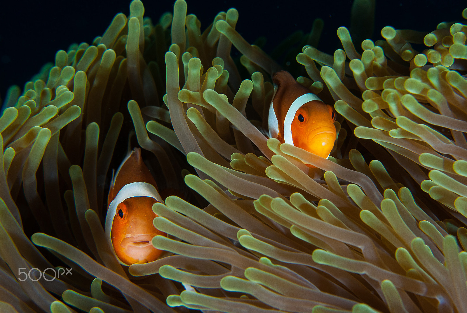 Nikon D200 + Nikon AF Micro-Nikkor 60mm F2.8D sample photo. Two clownfish in their anemone photography