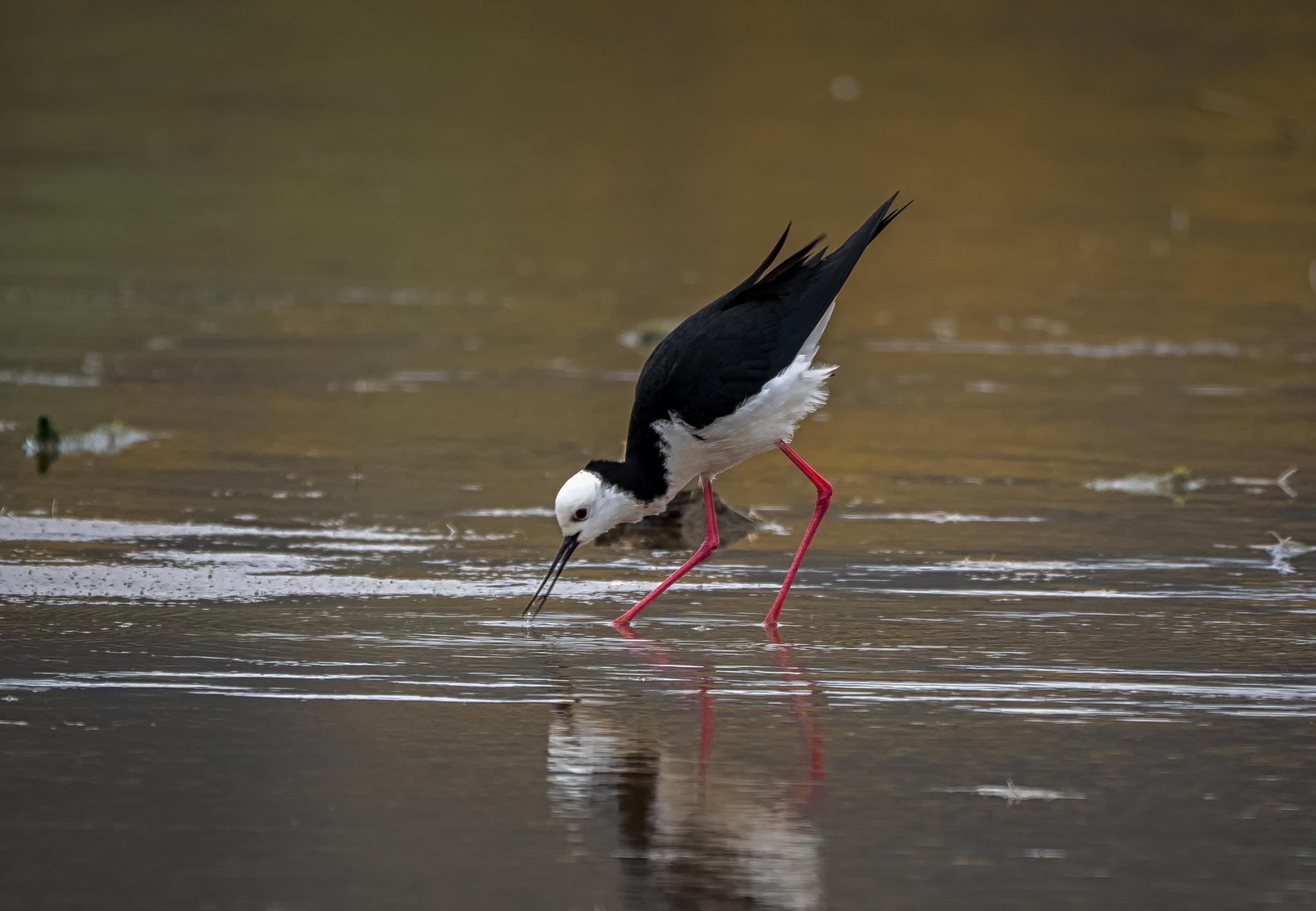 Panasonic Lumix DMC-GH4 + LEICA DG 100-400/F4.0-6.3 sample photo. Pied stilt photography