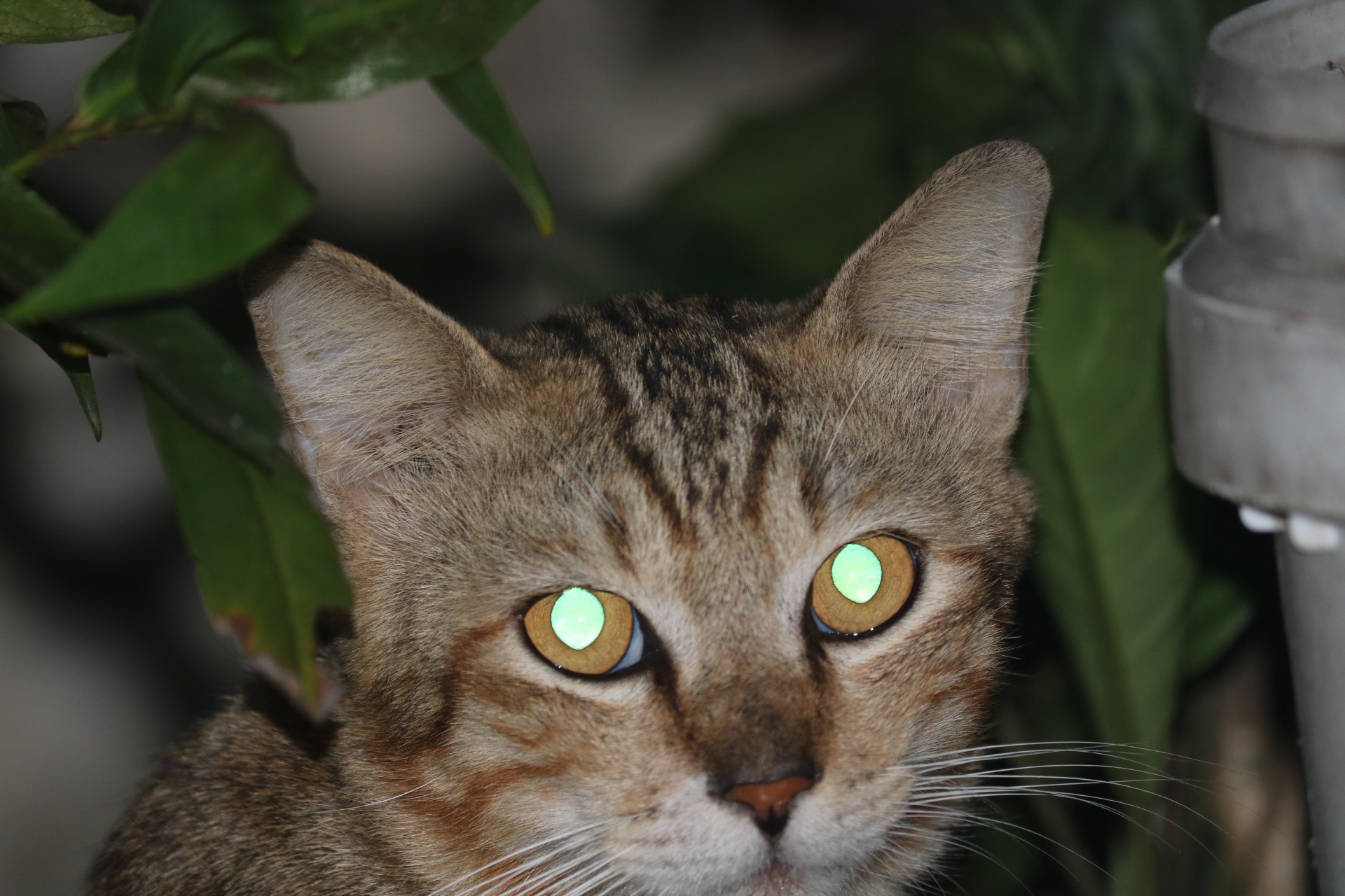 Canon EOS 750D (EOS Rebel T6i / EOS Kiss X8i) sample photo