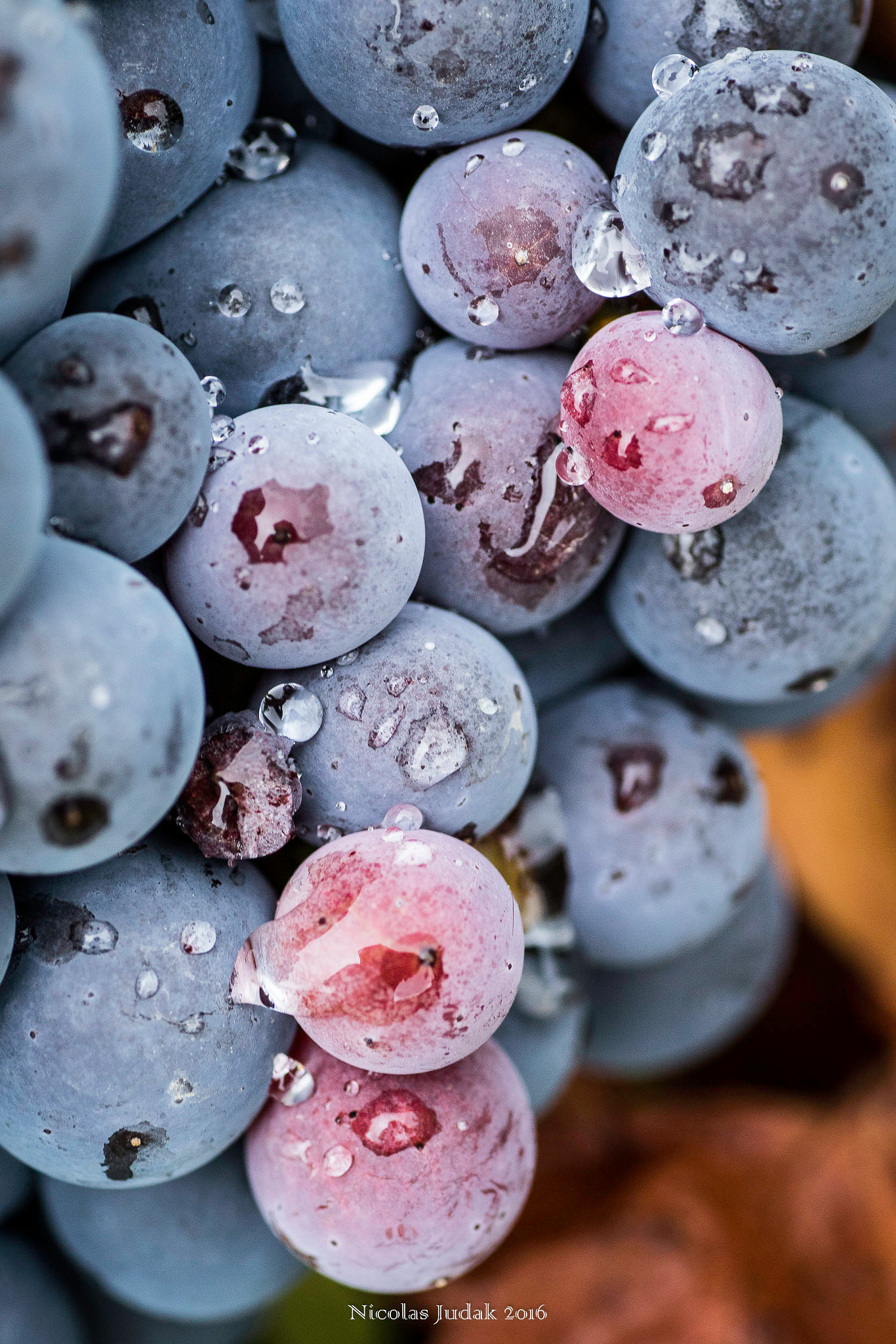 Canon EOS 7D Mark II + Tamron SP AF 90mm F2.8 Di Macro sample photo. Goutte de vigne photography
