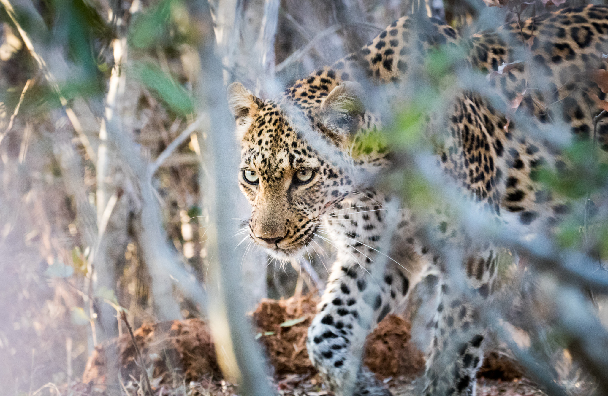 Canon EF 70-300mm F4-5.6L IS USM sample photo. Hunt photography
