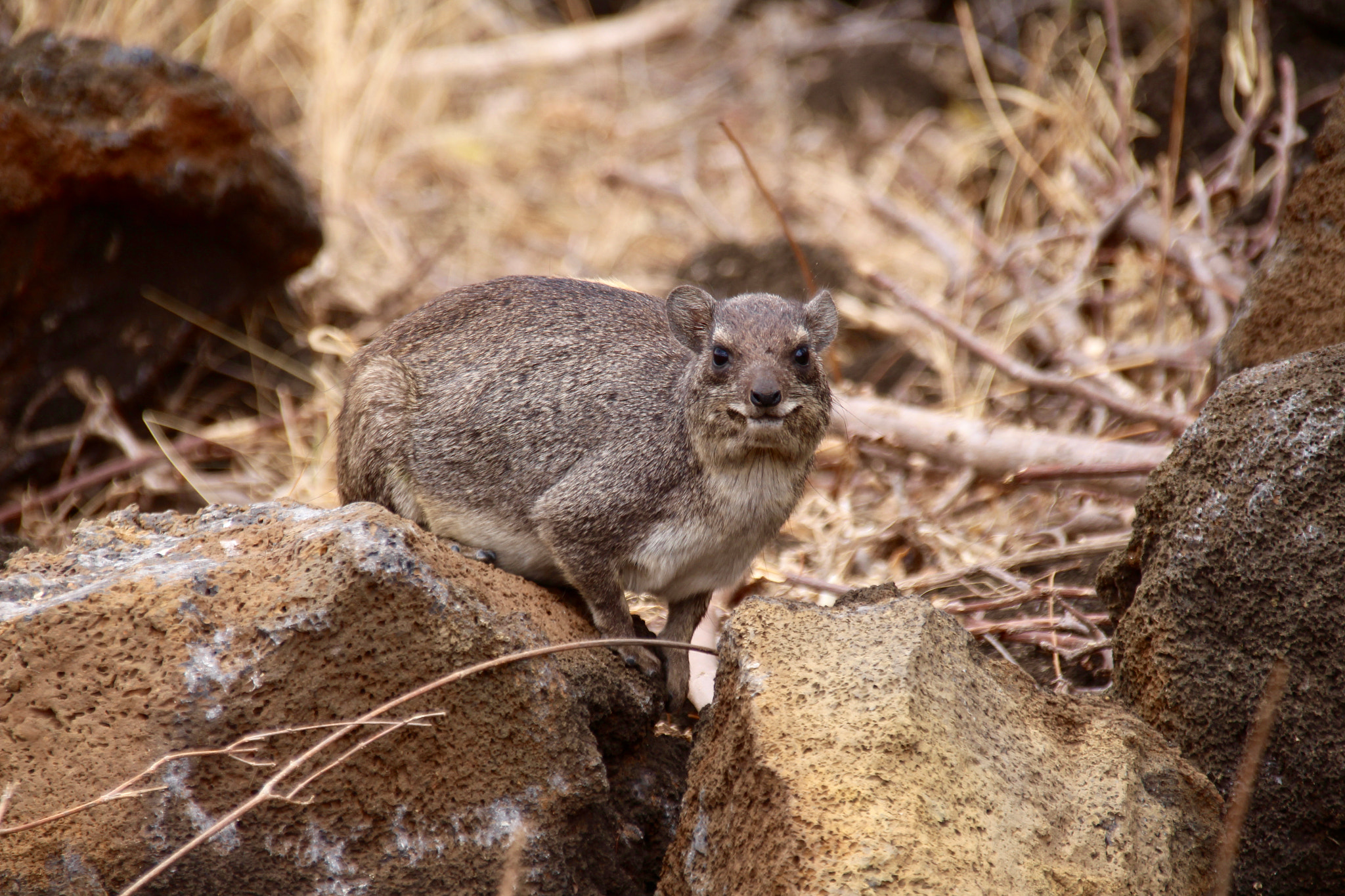 Canon EOS 700D (EOS Rebel T5i / EOS Kiss X7i) + Canon EF 75-300mm F4.0-5.6 IS USM sample photo. Hyrax photography