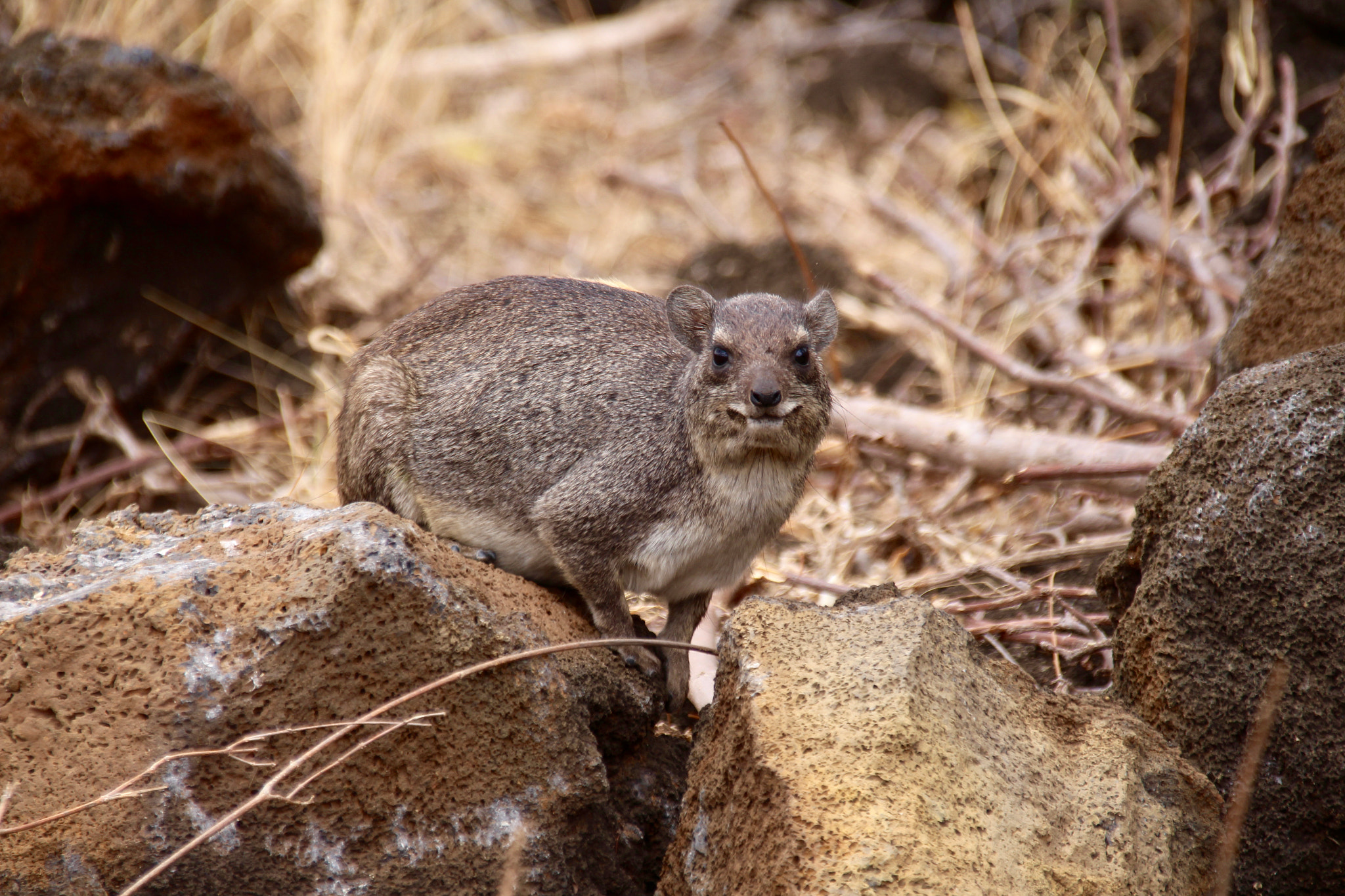 Canon EF 75-300mm F4.0-5.6 IS USM sample photo. Hyrax photography