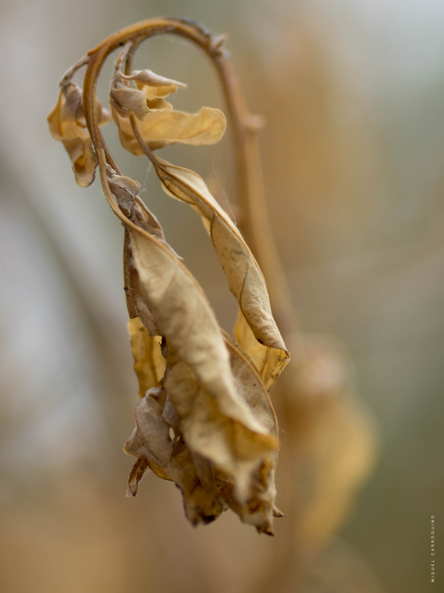 Olympus OM-D E-M1 + Sigma 105mm F2.8 EX DG Macro sample photo. Dead leaf photography