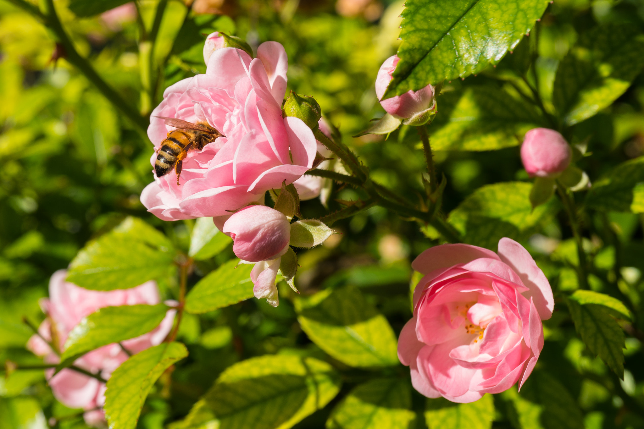 Sony a6300 + Sony E 30mm F3.5 Macro sample photo. Bee photography