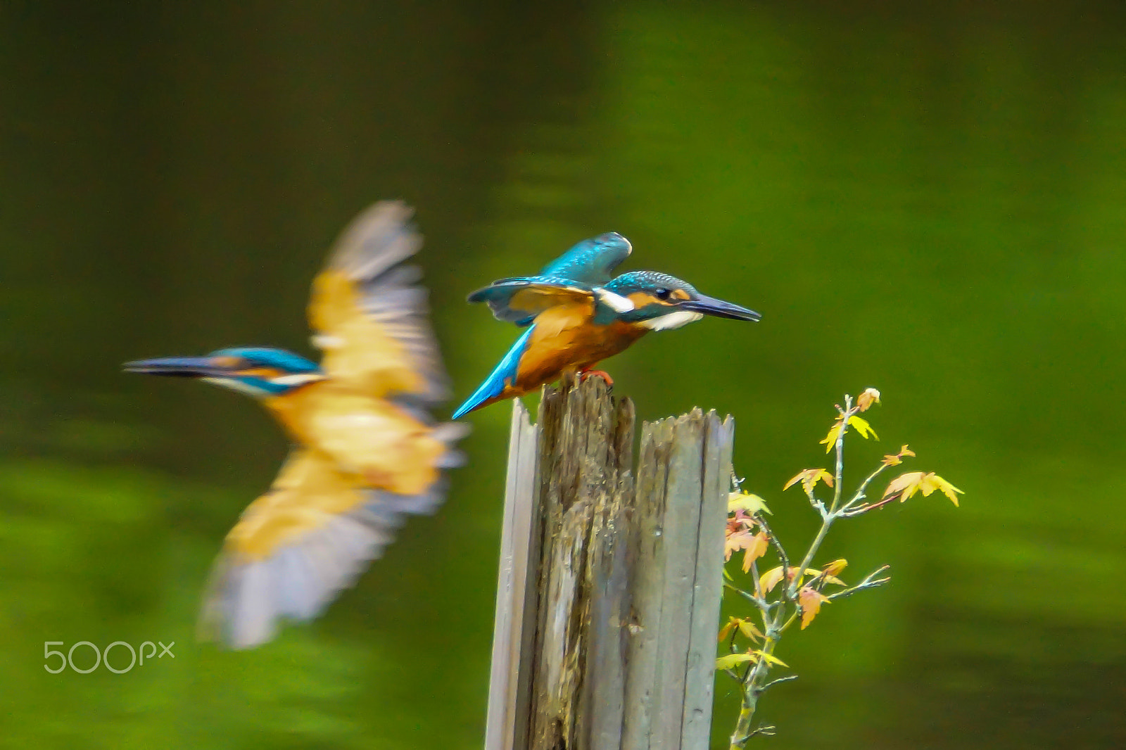 Sony 70-400mm F4-5.6 G SSM sample photo. The enemy photography