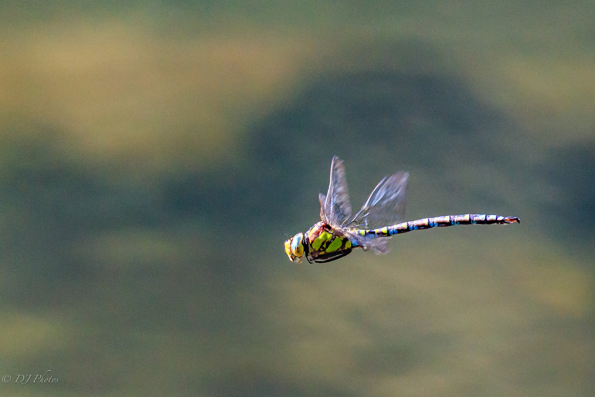 Canon EOS 70D + Canon EF 300mm F4L IS USM sample photo. Dragonfly photography
