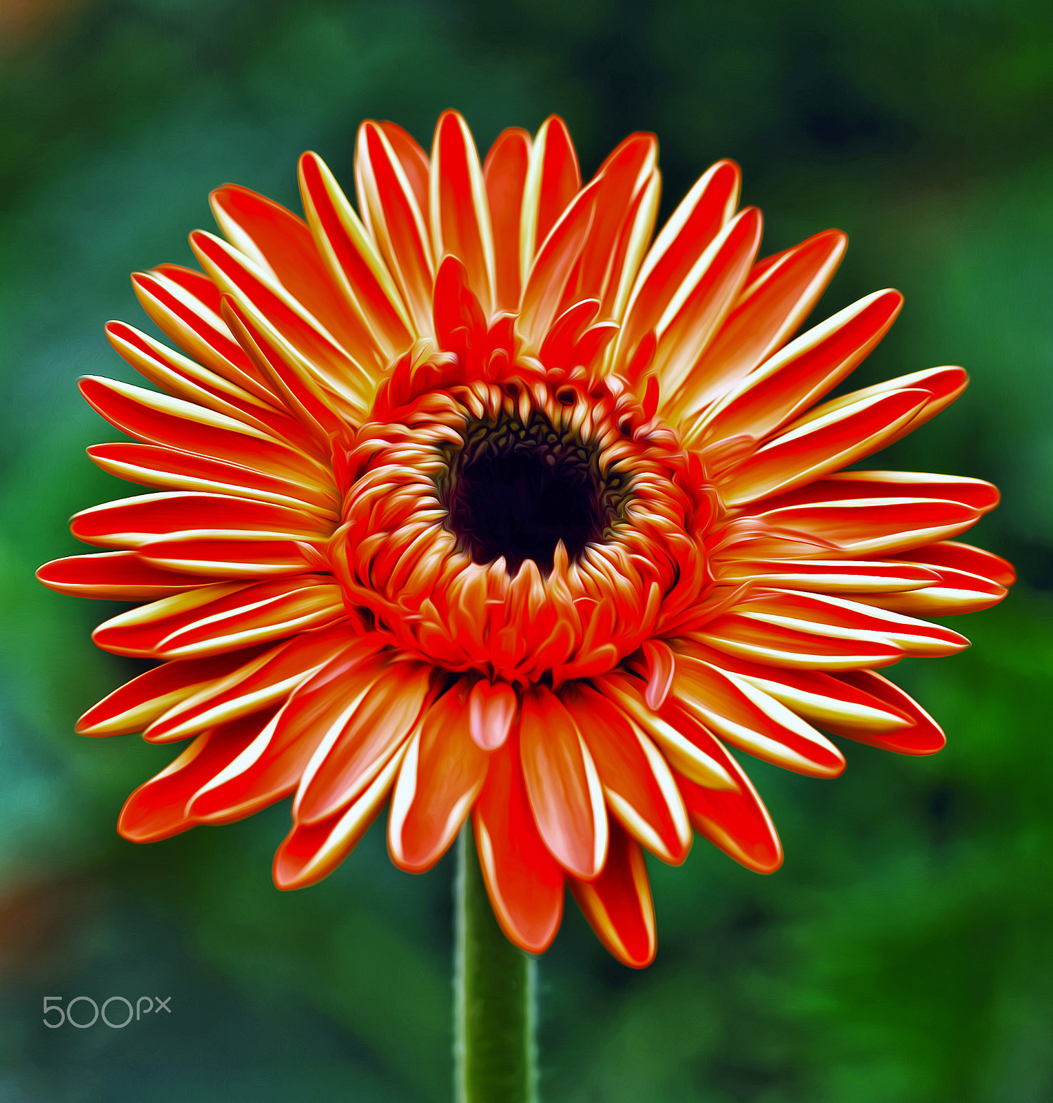 Canon EF 100mm F2.8L Macro IS USM sample photo. Cameron highlands photography