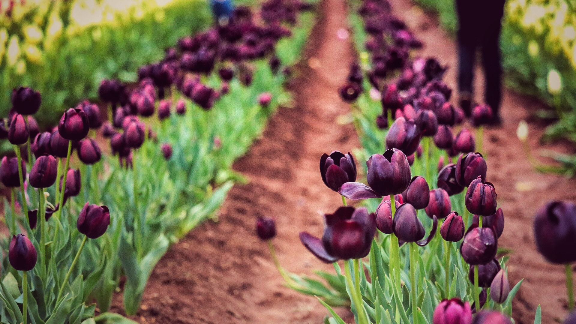 Canon EF-S 55-250mm F4-5.6 IS STM sample photo. Tulips photography