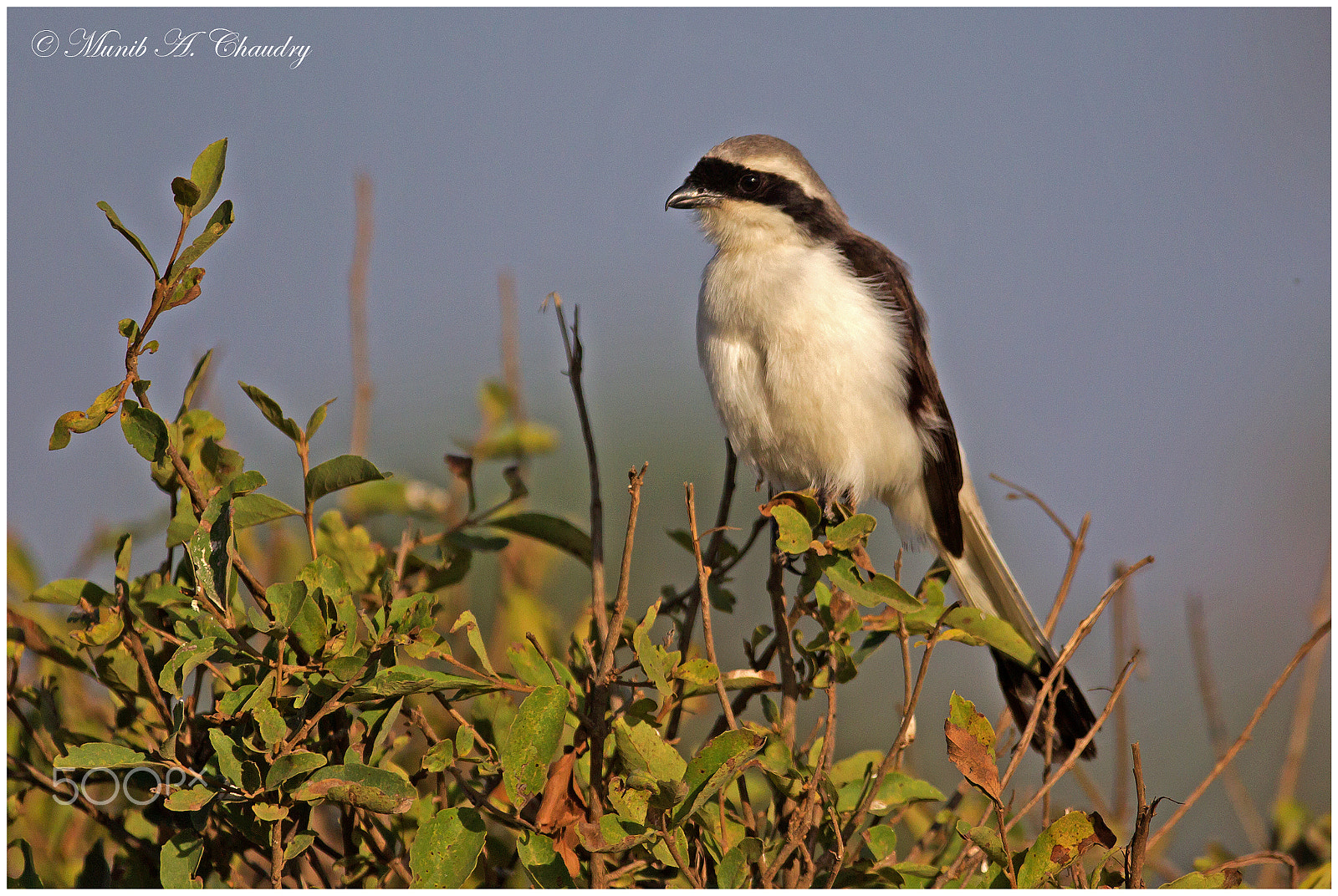 Canon EOS-1D Mark IV + Canon EF 200-400mm F4L IS USM Extender 1.4x sample photo. The shrike! photography