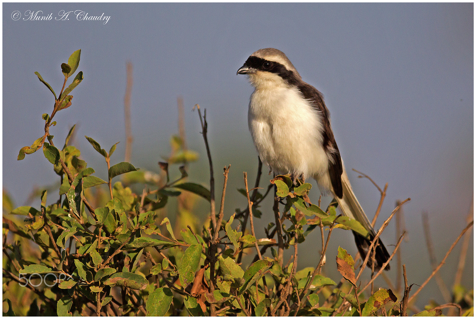 Canon EF 200-400mm F4L IS USM Extender 1.4x sample photo. The shrike! photography