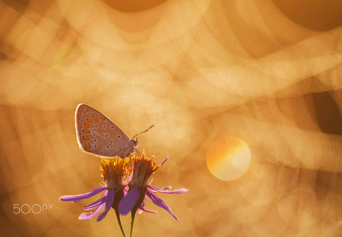 Sigma 105mm F2.8 EX DG Macro sample photo. Splendid dawn photography