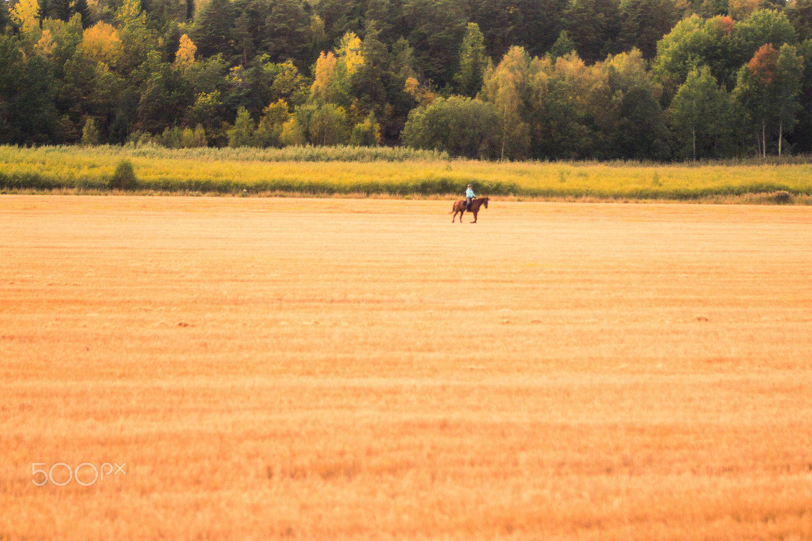 Canon EOS 700D (EOS Rebel T5i / EOS Kiss X7i) sample photo. Taking my horse for a ride photography