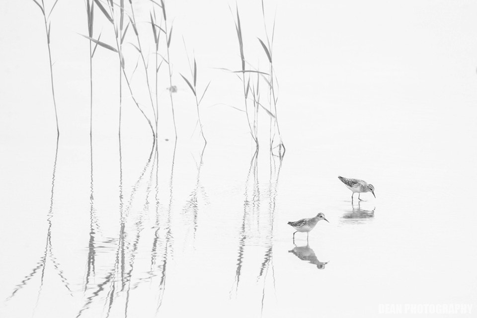 Canon EOS-1D Mark IV sample photo. Foraging photography