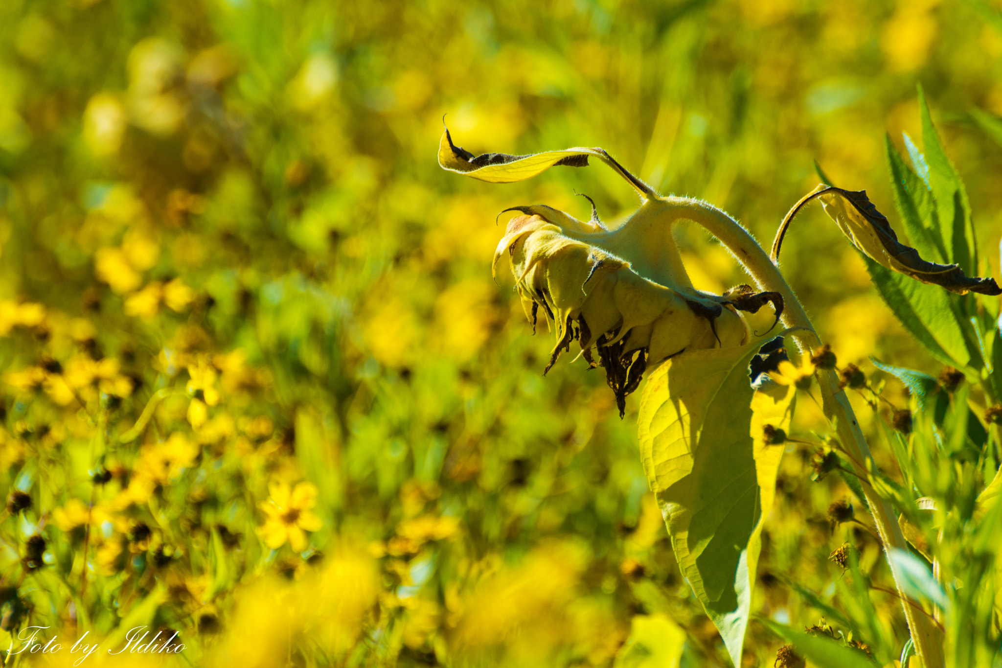 Nikon D5200 + Sigma 70-300mm F4-5.6 DG Macro sample photo. Welcome october photography