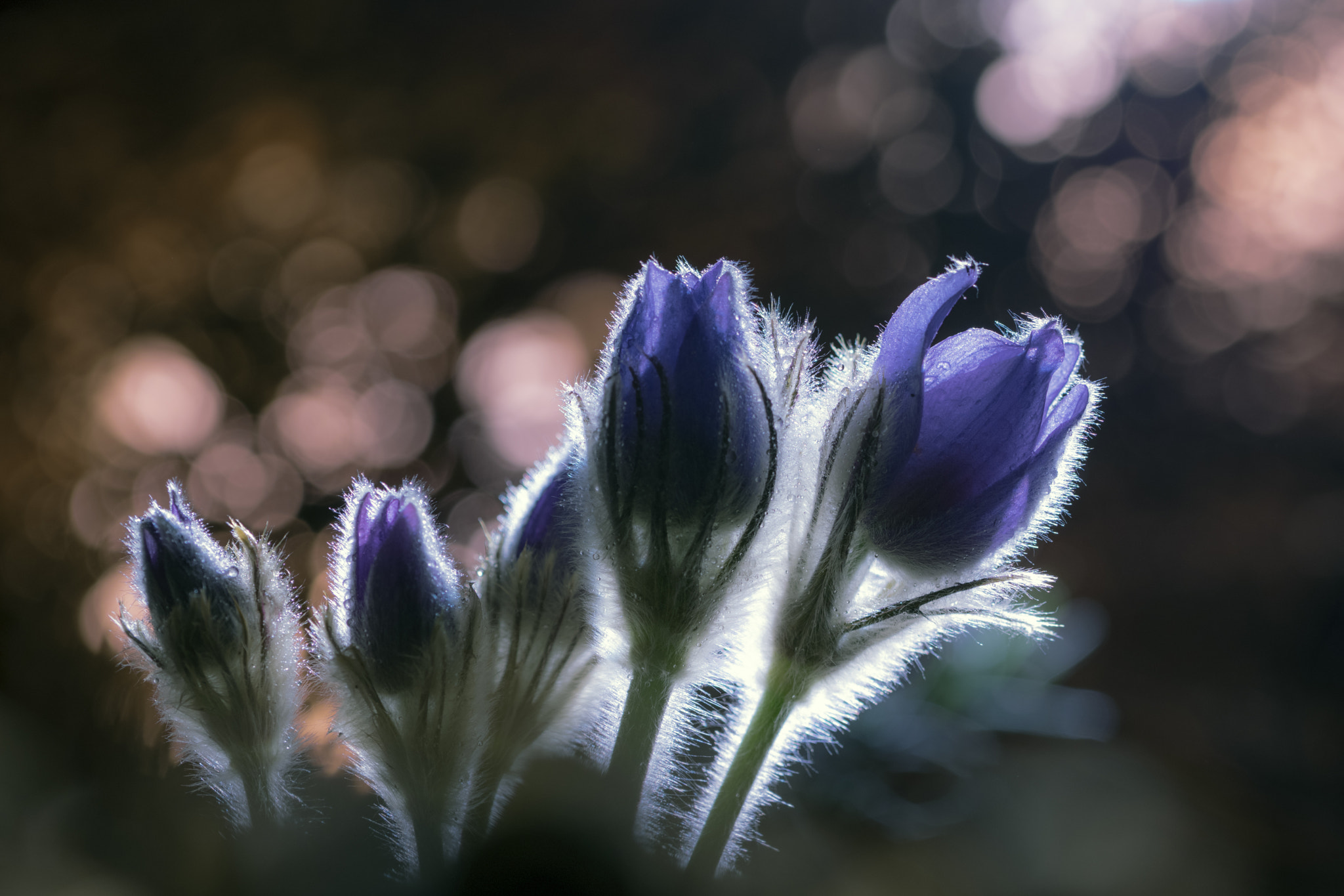 Nikon D5300 sample photo. Pasque flower	morning photography