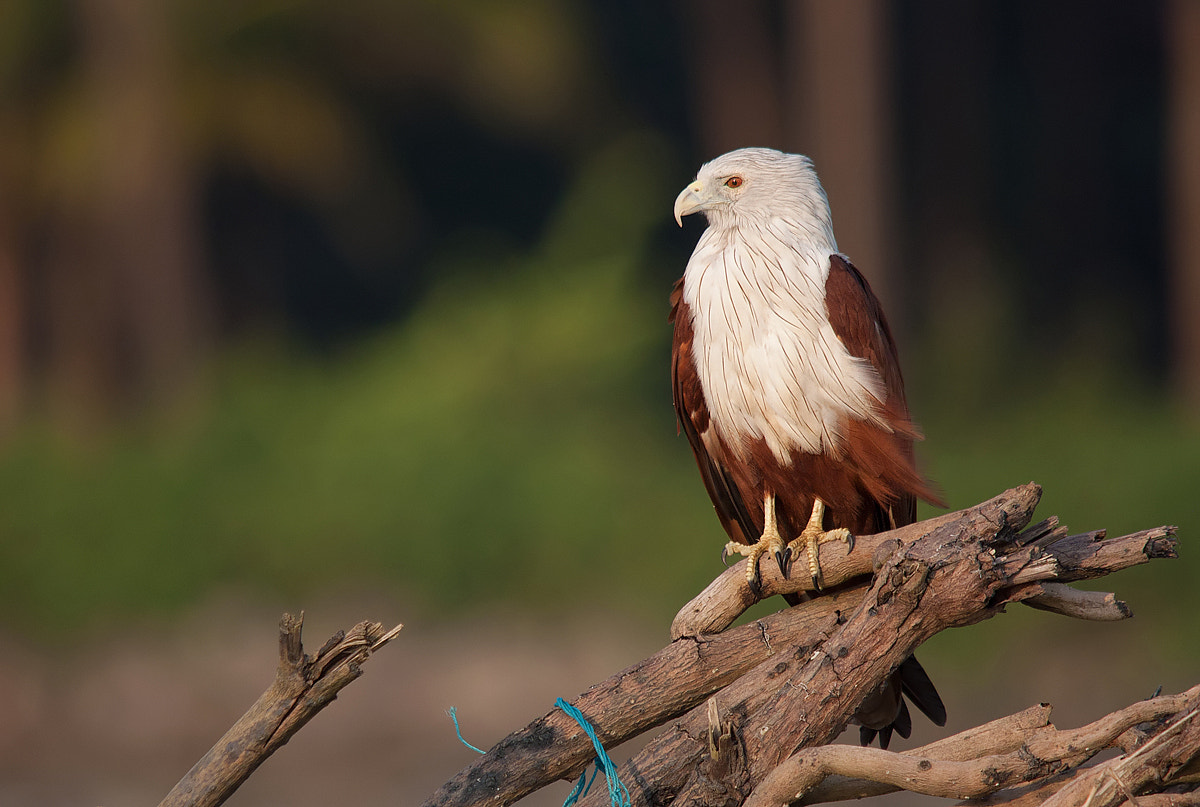 Sigma 150-500mm F5-6.3 DG OS HSM sample photo. Brahminy kite photography