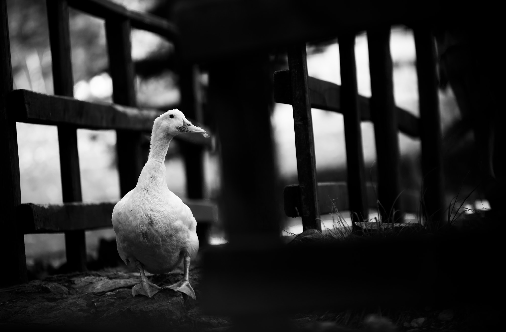 Sigma 70-200mm F2.8 EX DG OS HSM sample photo. The duck photography