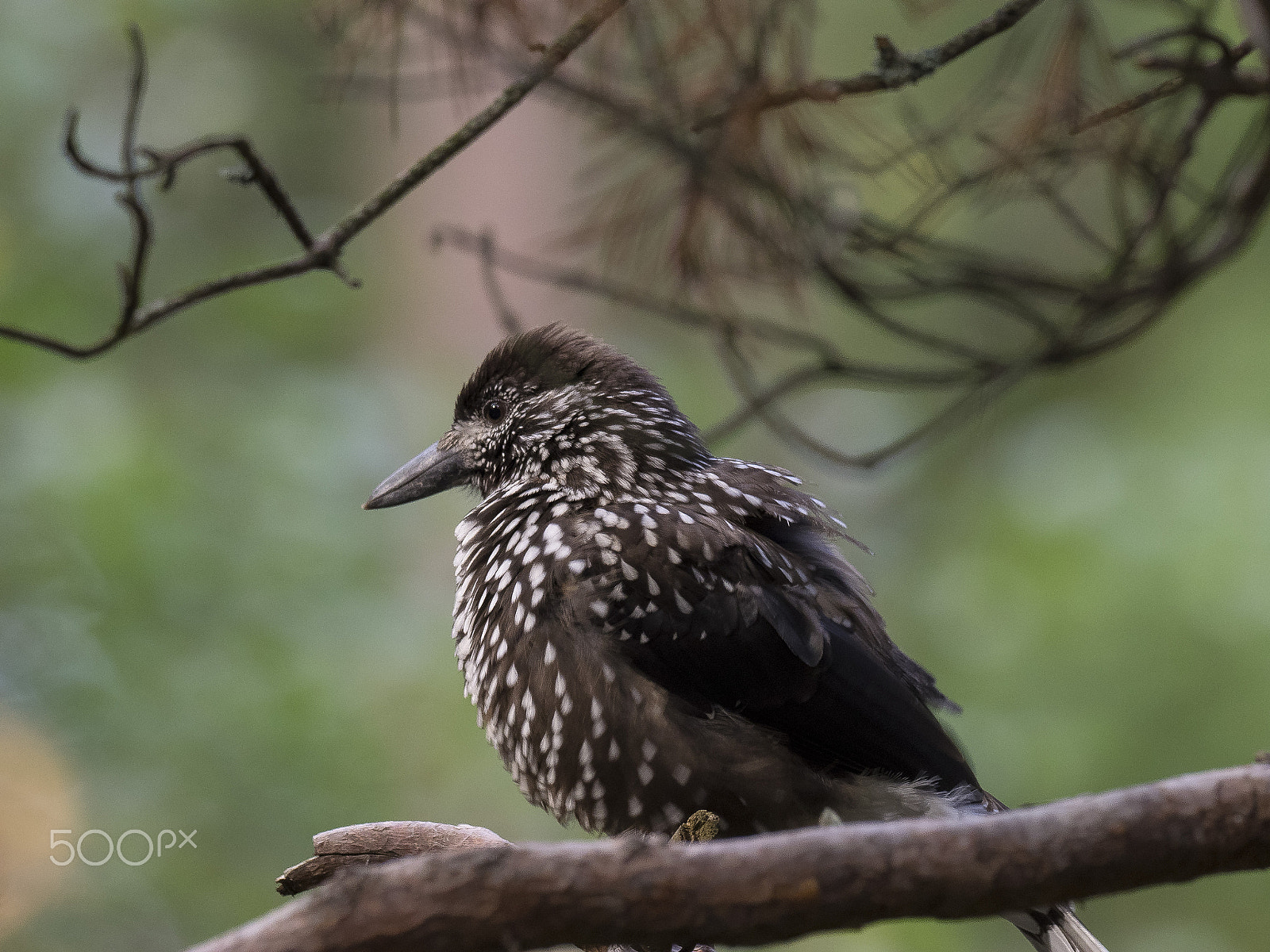 Olympus OM-D E-M1 sample photo. Nutcracker (bird) tannenhäher photography