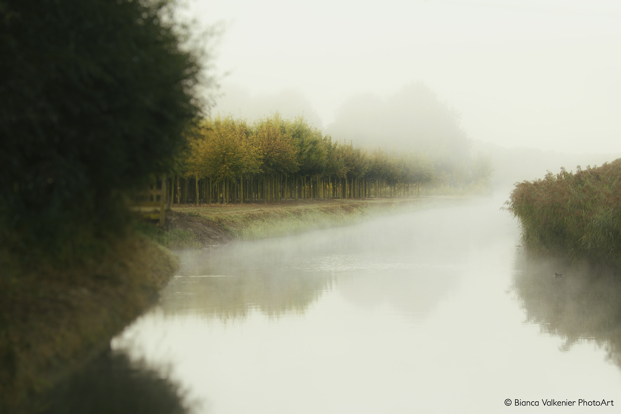 Canon EF 28-300mm F3.5-5.6L IS USM sample photo. Misty morning photography