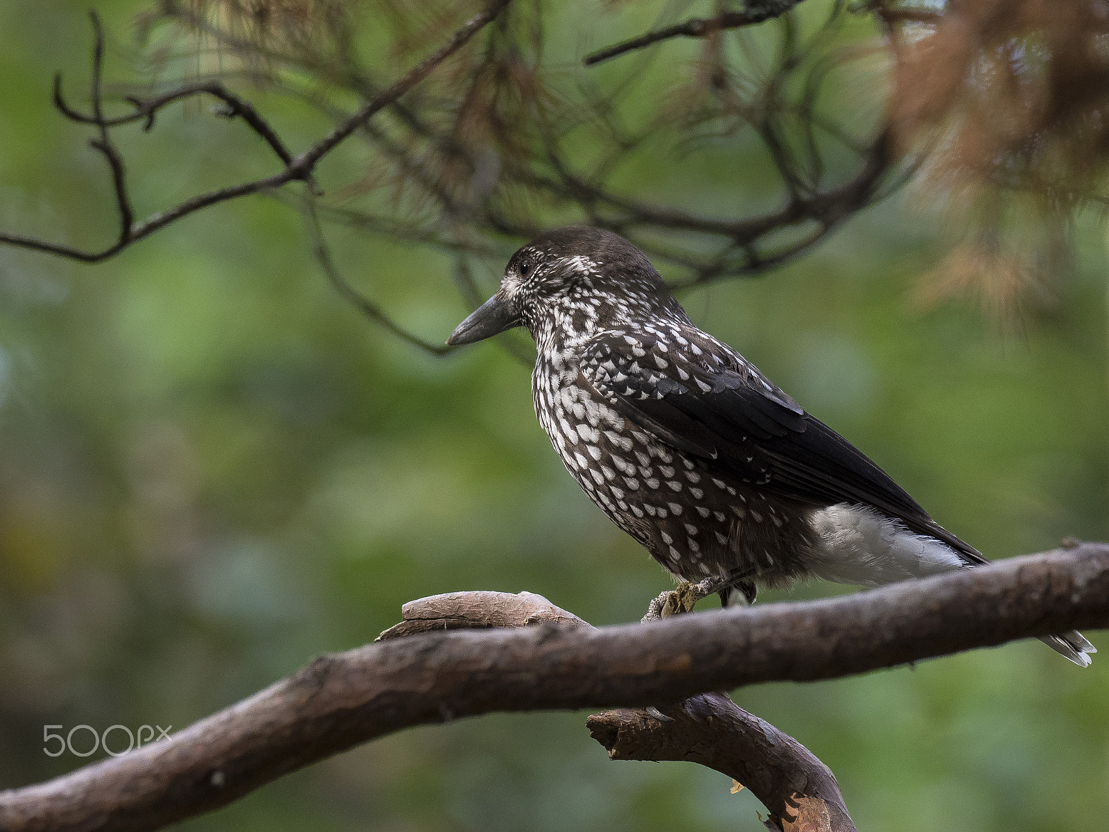 Olympus OM-D E-M1 + OLYMPUS M.300mm F4.0 sample photo. Nutcracker (bird) tannenhäher photography