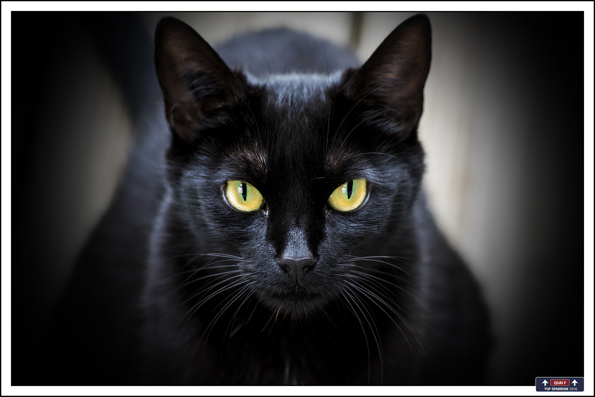 Sigma 70-300mm F4-5.6 APO DG Macro sample photo. Cat attitude photography
