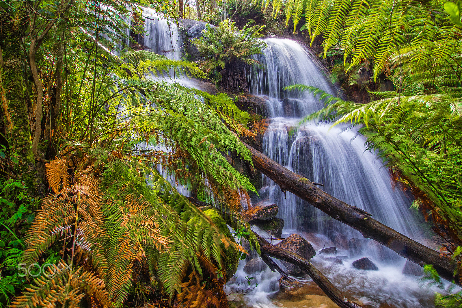 Olympus OM-D E-M5 sample photo. Ferntree falls #2 photography