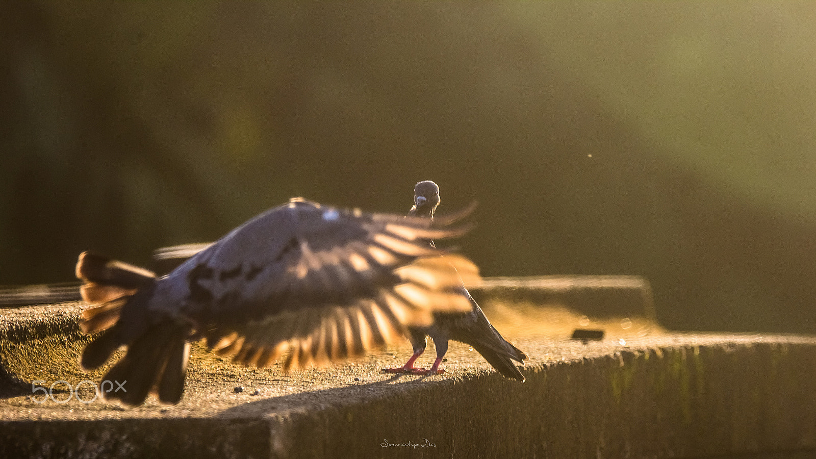 Tamron SP 150-600mm F5-6.3 Di VC USD sample photo. Early morning flight photography