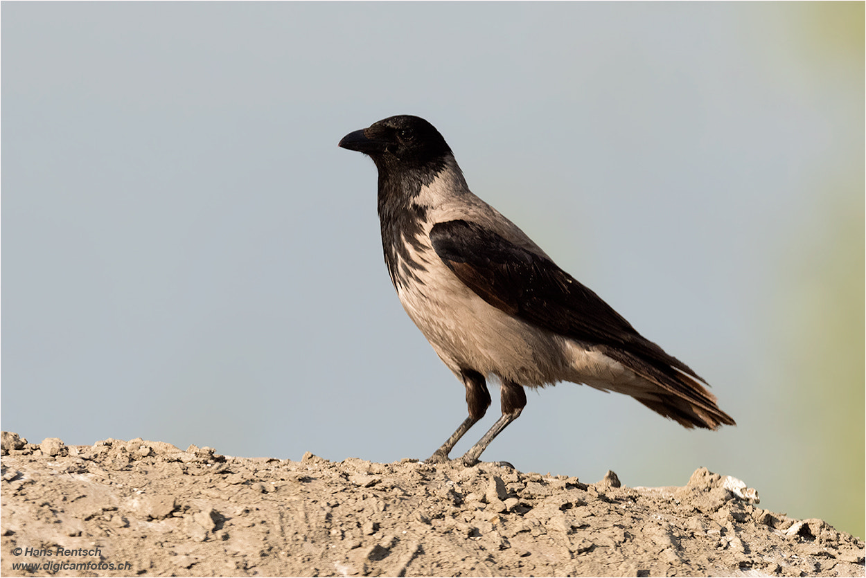 Nikon AF-S Nikkor 600mm F4E FL ED VR sample photo. Nebelkrähe photography