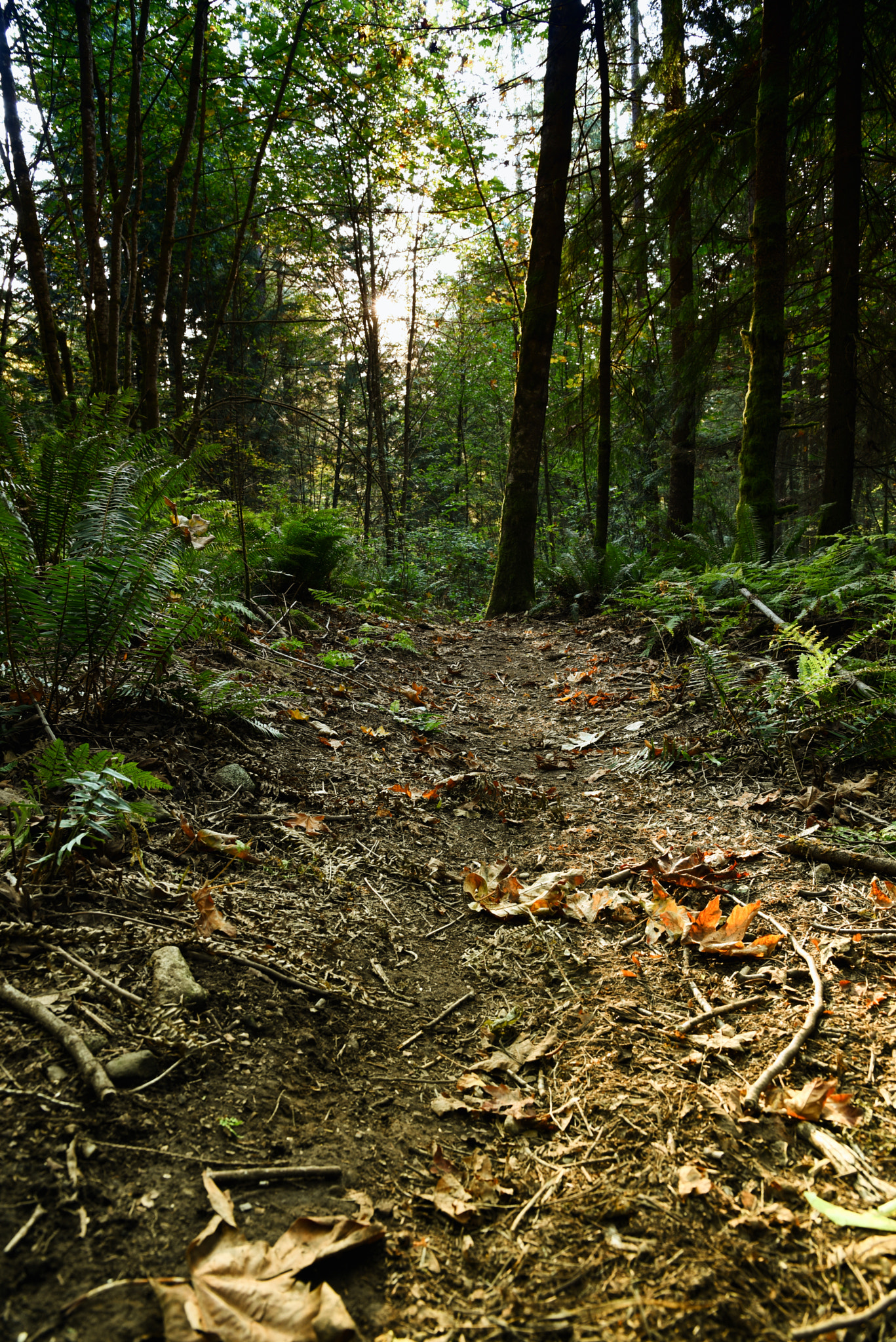 AF Zoom-Nikkor 35-80mm f/4-5.6D sample photo. Through the forest photography
